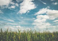 corn fields under white clouds with blue sky during daytime