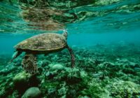 photo of a turtle swimming underwater