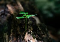 selective focus photo of green plant seedling on tree trunk