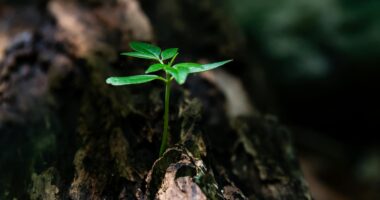 selective focus photo of green plant seedling on tree trunk